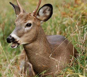10 Things That Just Ain’t So – Hunting Whitetail Deer